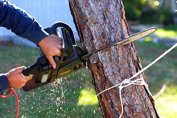 Reliable Muskego, WI Tree Removal Services Solutions